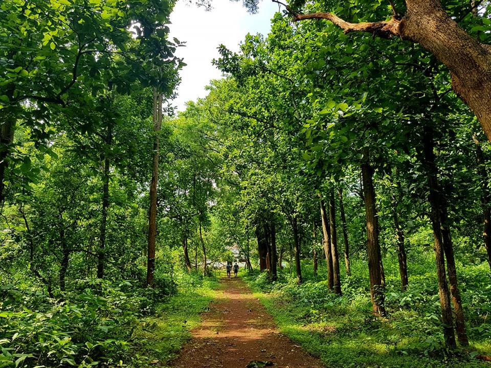 Jungle in Jhargram