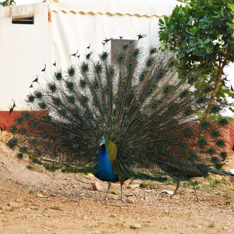 Bird Feeding and Watching