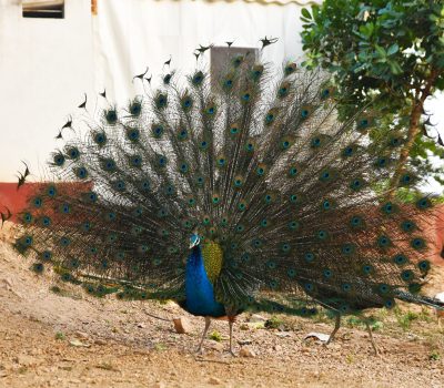 Bird Feeding and Watching